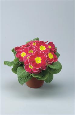 Photo de variété de fleurs à utiliser comme: Pot et Plante à massif Primula acaulis, veris, vulgaris Eblo Rosa