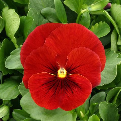 Photo de variété de fleurs à utiliser comme: Pot, Plante à massif, patio Viola wittrockiana Magnum Scarlet