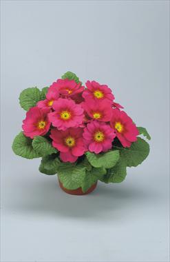 Photo de variété de fleurs à utiliser comme: Pot et Plante à massif Primula acaulis, veris, vulgaris Eblo Lampone
