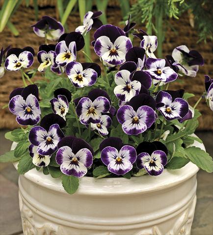 Photo de variété de fleurs à utiliser comme: Pot et Plante à massif Viola cornuta Penny Mickey