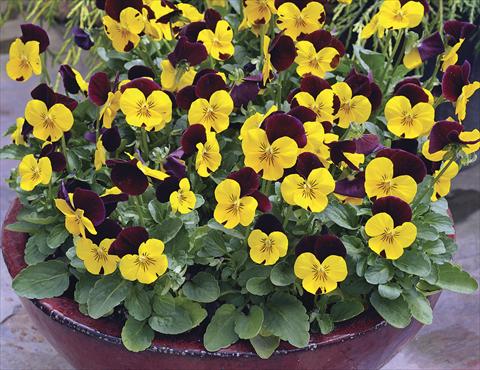 Photo de variété de fleurs à utiliser comme: Pot et Plante à massif Viola cornuta Penny Red Wing