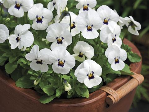 Photo de variété de fleurs à utiliser comme: Pot et Plante à massif Viola cornuta Penny White Blotch