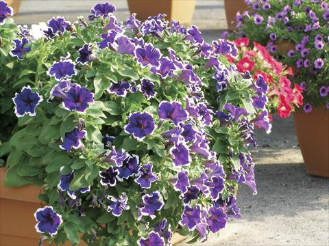 Photo de variété de fleurs à utiliser comme: Pot, Plante à massif, patio, Suspension Petunia Happy Evita