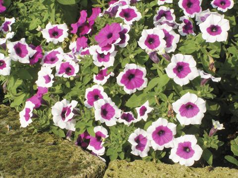Photo de variété de fleurs à utiliser comme: Pot, Plante à massif, patio, Suspension Petunia Happy Gal