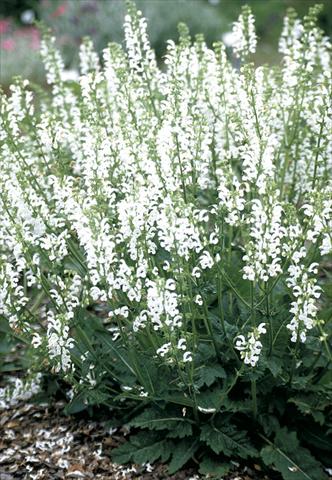 Photo de variété de fleurs à utiliser comme: Plante à massif/ plante de bordure Salvia pratensis Ballett-Serie Swan Lake