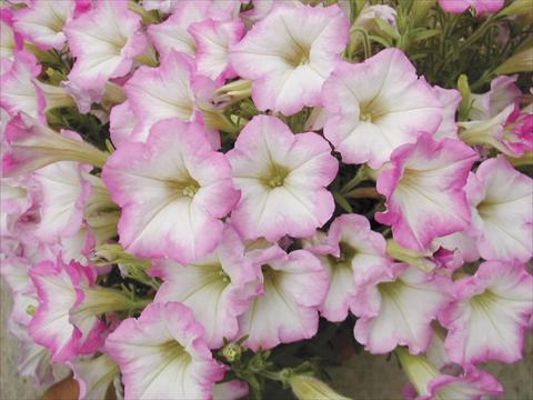 Photo de variété de fleurs à utiliser comme: Pot, Plante à massif, patio, Suspension Petunia Happy mini Nir
