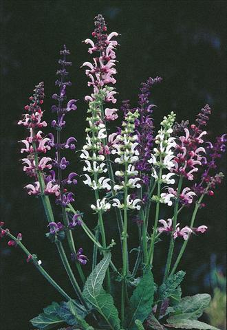 Photo de variété de fleurs à utiliser comme: Plante à massif/ plante de bordure Salvia pratensis Ballett-Serie Meadow Ballet Blend