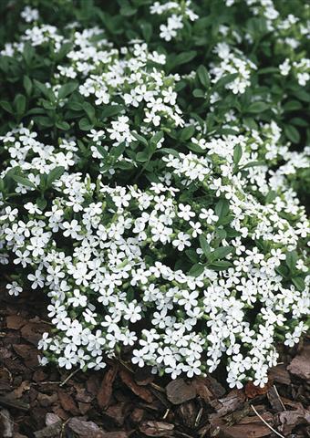 Photo de variété de fleurs à utiliser comme: Plante à massif/ plante de bordure Saponaria ocymoides Snow Tip