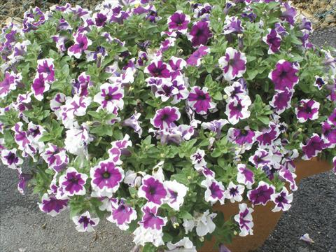 Photo de variété de fleurs à utiliser comme: Pot, Plante à massif, patio, Suspension Petunia Happy Sofia