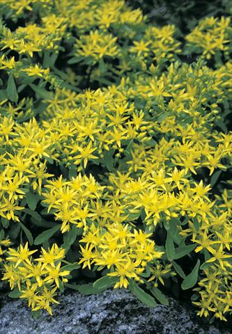 Photo de variété de fleurs à utiliser comme: Plante à massif/ plante de bordure Sedum hybridum Czars Gold