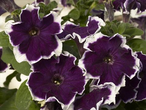 Photo de variété de fleurs à utiliser comme: Pot et Plante à massif Petunia x hybrida Kaliffo Picotee Blue