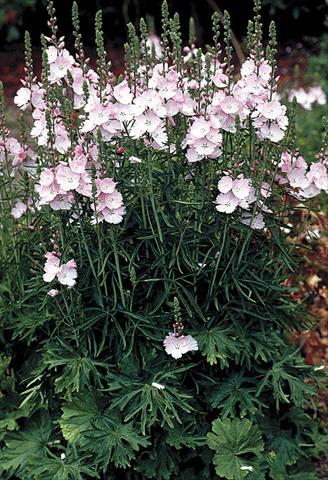 Photo de variété de fleurs à utiliser comme: Plante à massif/ plante de bordure Sidalcea malviflora Rosaly