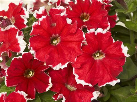 Photo de variété de fleurs à utiliser comme: Pot et Plante à massif Petunia x hybrida Kaliffo Picotee Red