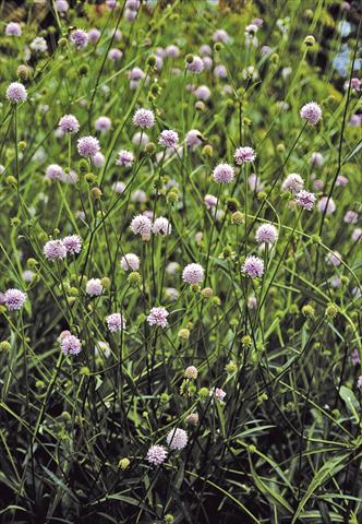 Photo de variété de fleurs à utiliser comme: Plante à massif/ plante de bordure Succisella inflexa Frosted Pearls