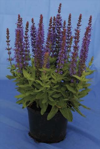 Photo de variété de fleurs à utiliser comme: Pot et Plante à massif Salvia nemorosa Sensation Dark Blue Improved