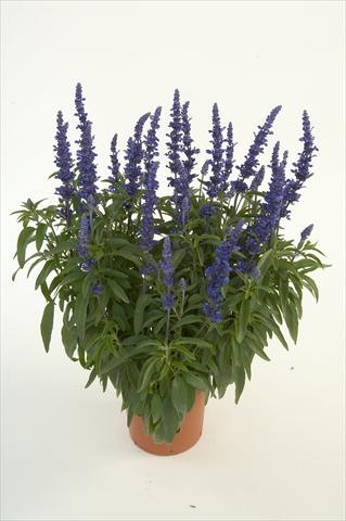 Photo de variété de fleurs à utiliser comme: Pot, Plante à massif, patio Salvia farinacea Sallyfun Blue