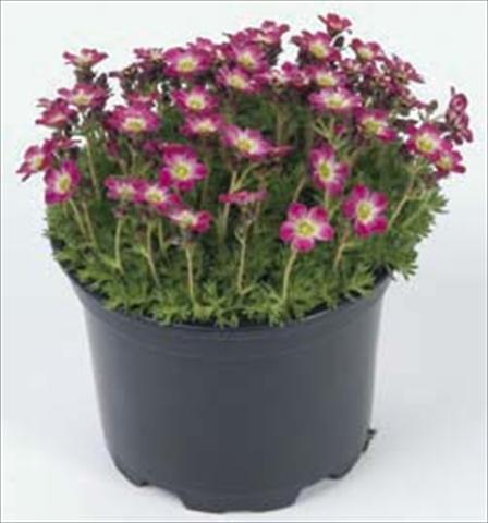 Photo de variété de fleurs à utiliser comme: Pot et Plante à massif Saxifraga Pixie Rose
