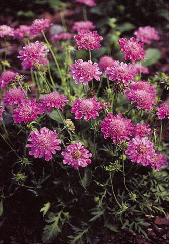 Photo de variété de fleurs à utiliser comme: Pot et Plante à massif Scabiosa columbaria Pincushion Pink