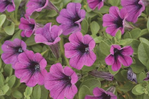 Photo de variété de fleurs à utiliser comme: Pot, Plante à massif, patio, Suspension Petunia x hybrida Littletunia Purple