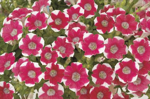 Photo de variété de fleurs à utiliser comme: Pot, Plante à massif, patio, Suspension Petunia x hybrida Littletunia Red Star