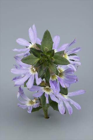 Photo de variété de fleurs à utiliser comme: Pot, Plante à massif, patio, Suspension Scaevola aemula Surdiva Light Blue