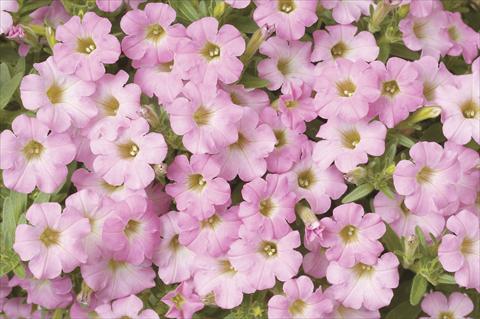 Photo de variété de fleurs à utiliser comme: Pot, Plante à massif, patio, Suspension Petunia x hybrida Littletunia Sweet Pink