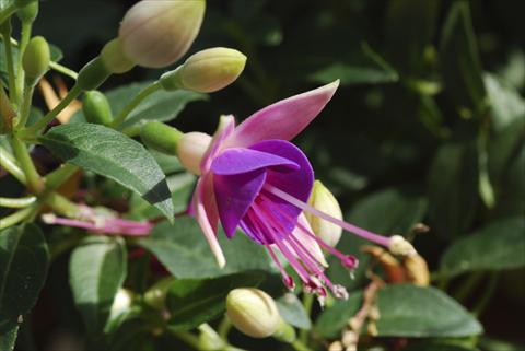 Photo de variété de fleurs à utiliser comme: Pot Fuchsia Shadowdancer™ Martha