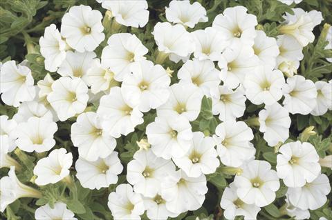 Photo de variété de fleurs à utiliser comme: Pot, Plante à massif, patio, Suspension Petunia x hybrida Littletunia White