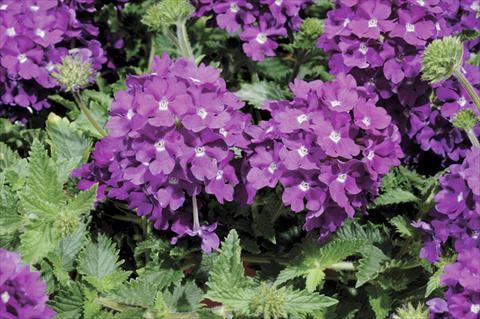 Photo de variété de fleurs à utiliser comme: Pot et Plante à massif Verbena Shangri-La® Blue