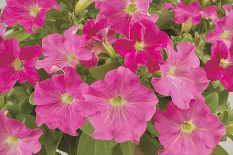 Photo de variété de fleurs à utiliser comme: Pot, Plante à massif, patio, Suspension Petunia x hybrida Ray Pink Ray