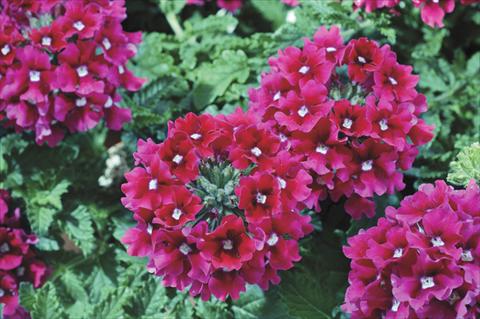 Photo de variété de fleurs à utiliser comme: Pot et Plante à massif Verbena Shangri-La® Cherry Scented