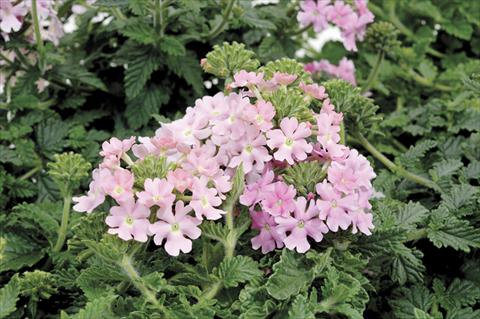 Photo de variété de fleurs à utiliser comme: Pot et Plante à massif Verbena Shangri-La® Pink