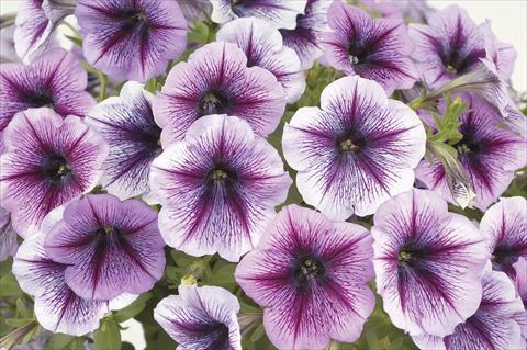 Photo de variété de fleurs à utiliser comme: Pot, Plante à massif, patio, Suspension Petunia x hybrida Ray Purple Vein Ray