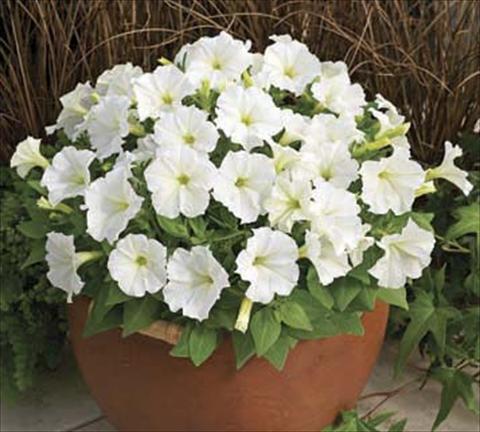 Photo de variété de fleurs à utiliser comme: Pot, Plante à massif, patio Petunia milliflora Piccobella F1 White