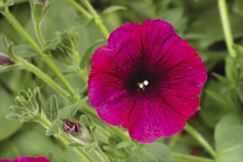 Photo de variété de fleurs à utiliser comme: Pot, Plante à massif, patio, Suspension Petunia pendula Sanguna® Burgundy