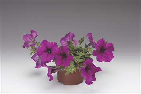 Photo de variété de fleurs à utiliser comme: Pot, Plante à massif, patio, Suspension Petunia pendula Deep Purple Plush F1