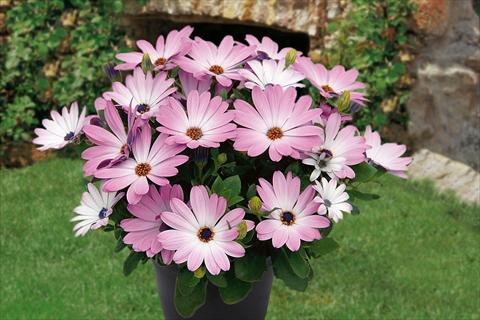 Photo de variété de fleurs à utiliser comme: Pot, Plante à massif, patio, Suspension Osteospermum Springstar Pink