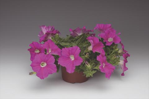 Photo de variété de fleurs à utiliser comme: Pot, Plante à massif, patio, Suspension Petunia pendula Sanguna® Hot Rose