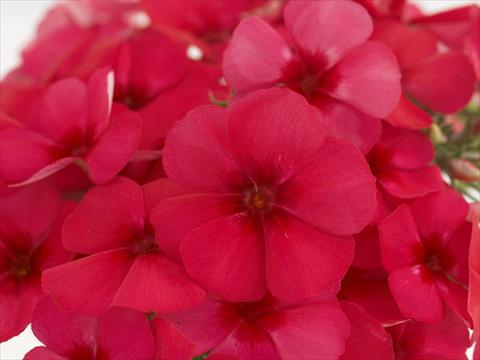 Photo de variété de fleurs à utiliser comme: Pot et Plante à massif Phlox Primavera Cherry Rose With Eye