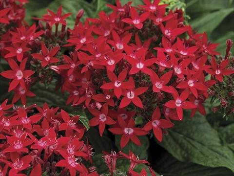 Photo de variété de fleurs à utiliser comme: Pot et Plante à massif Pentas lanceolata Starla Red Imp