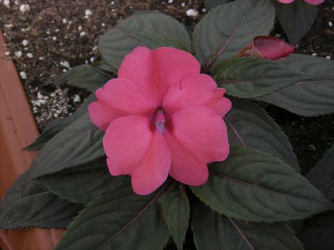 Photo de variété de fleurs à utiliser comme: Pot et Plante à massif Impatiens N. Guinea SunPatiens® Compact Rose
