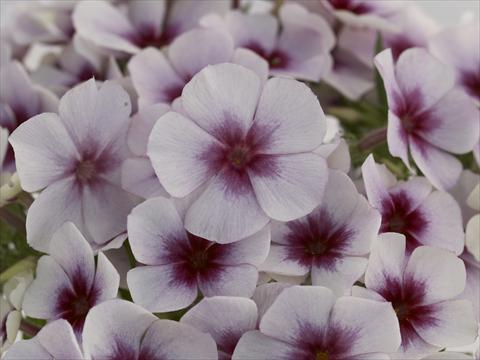 Photo de variété de fleurs à utiliser comme: Pot et Plante à massif Phlox Primavera White With Purple Eye