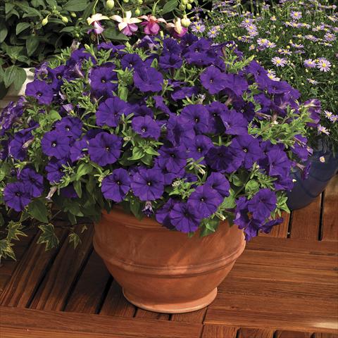 Photo de variété de fleurs à utiliser comme: Pot et Plante à massif Petunia milliflora Picobella Blue