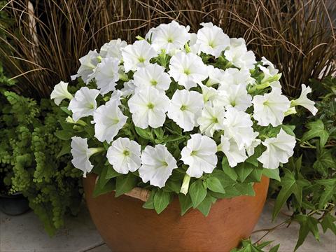 Photo de variété de fleurs à utiliser comme: Pot et Plante à massif Petunia milliflora Picobella White