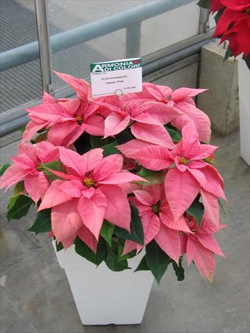 Photo de variété de fleurs à utiliser comme: Pot Poinsettia - Euphorbia pulcherrima Classic Pink