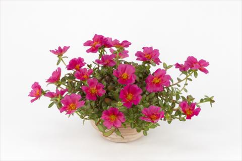 Photo de variété de fleurs à utiliser comme: Pot, Plante à massif, patio, Suspension Portulaca Duna® Magenta