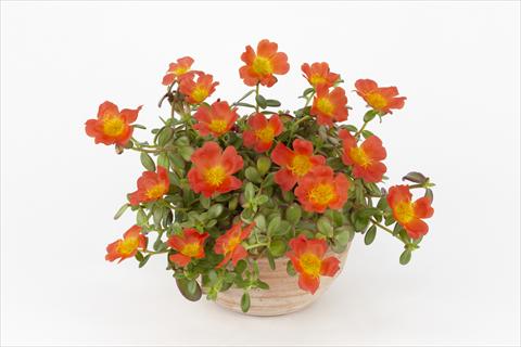 Photo de variété de fleurs à utiliser comme: Pot, Plante à massif, patio, Suspension Portulaca Duna® Orange
