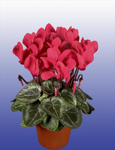 Photo de variété de fleurs à utiliser comme: Pot, patio, Suspension Cyclamen persicum Super Serie® Verano® F1 Dark Salmon Pink