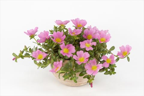 Photo de variété de fleurs à utiliser comme: Pot, Plante à massif, patio, Suspension Portulaca Duna® Pink