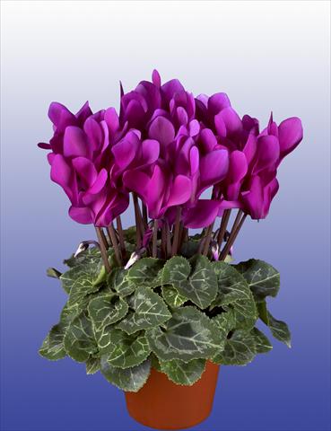 Photo de variété de fleurs à utiliser comme: Pot, patio, Suspension Cyclamen persicum Super Serie® Verano® F1 Dark Violet